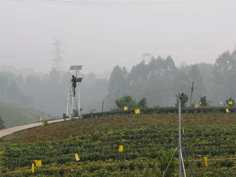四川綿陽中藥材基地用okeyset太陽能監控攝像頭